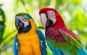 Papuga ara hodowla w domu. Co powinniśmy wiedzieć kupując taką papugę?